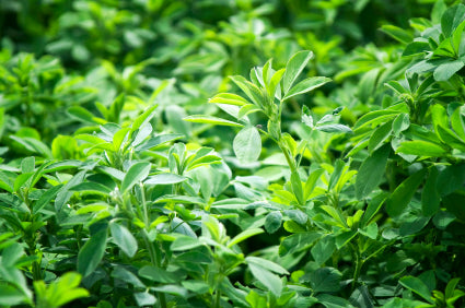 Alfalfa Lucerne Green Manure Seed