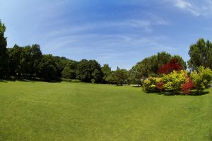 Slower Growing Lawn Seed Ryegrass Free