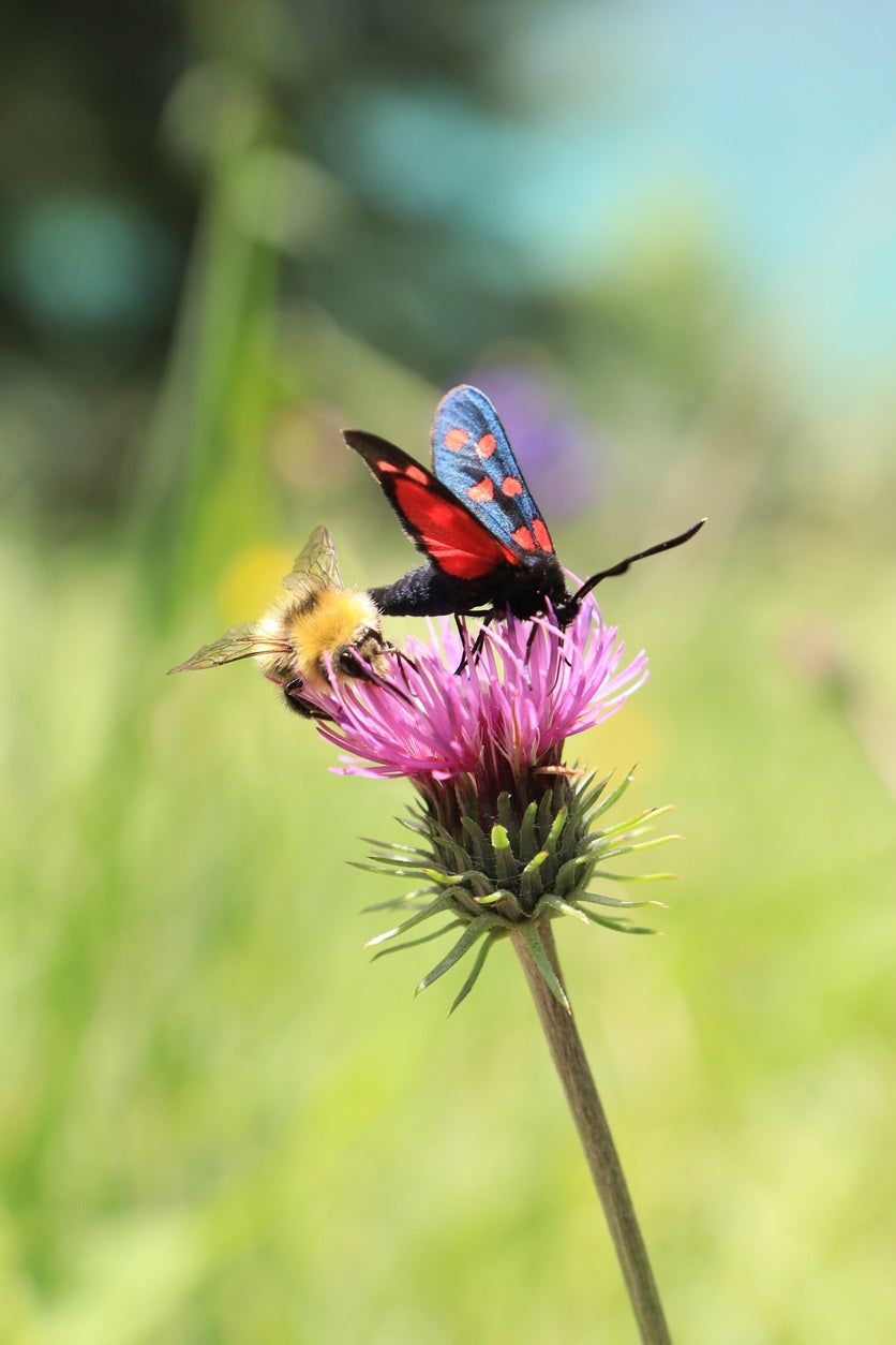 Bees & Butterflies Wildflower Meadow