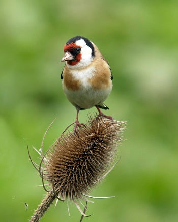 Bird Border