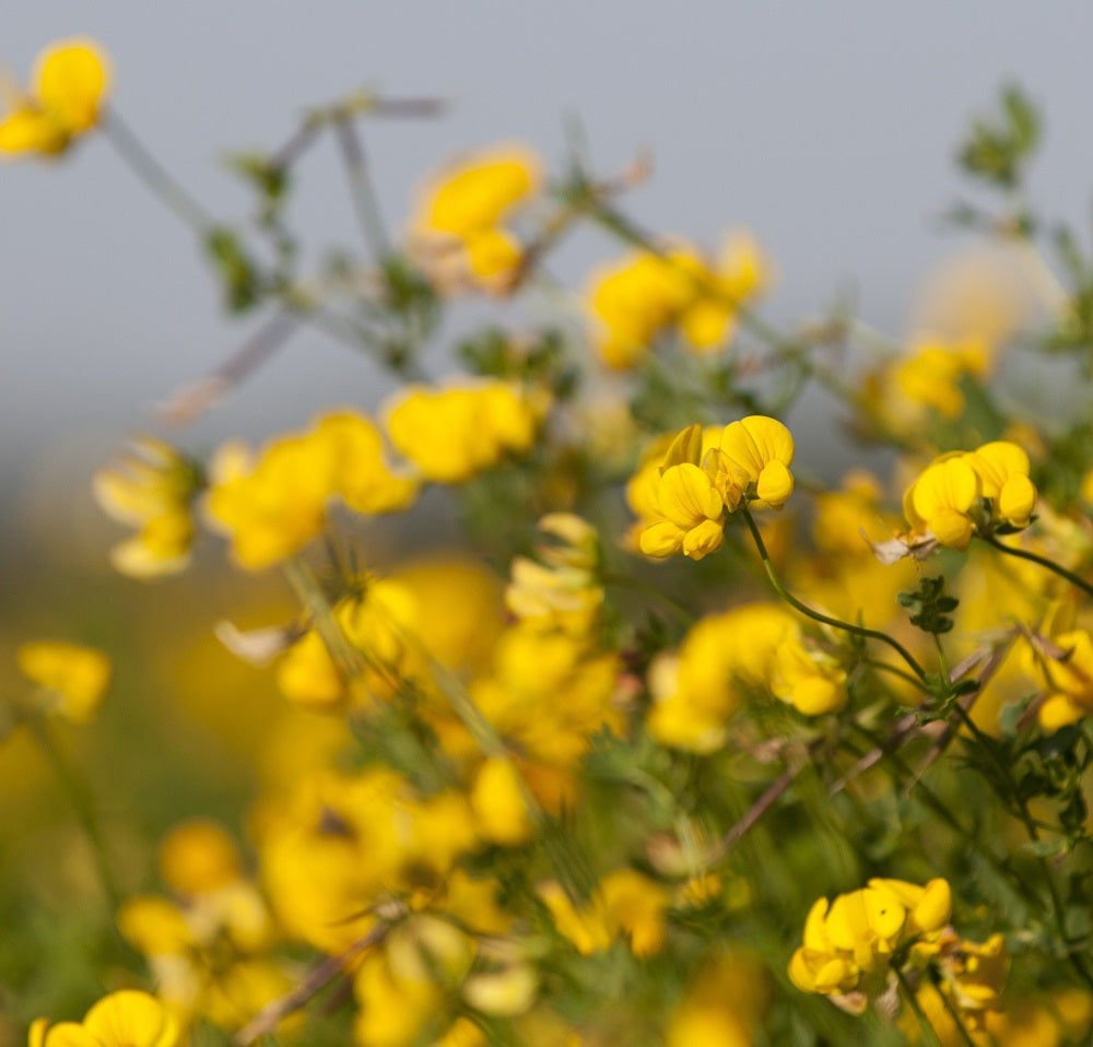 Birdsfoot Trefoil Plug Plants