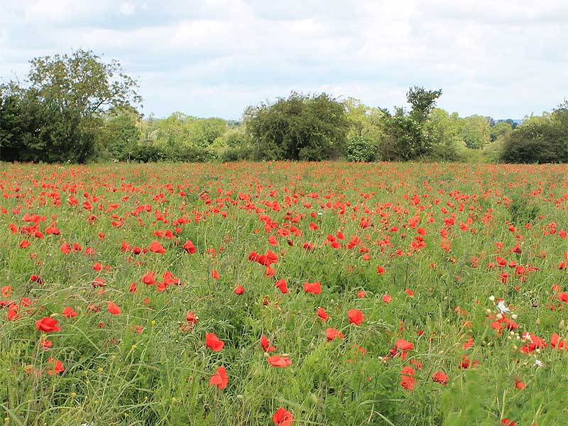 Field Poppy Wildflower Seed In Bulk