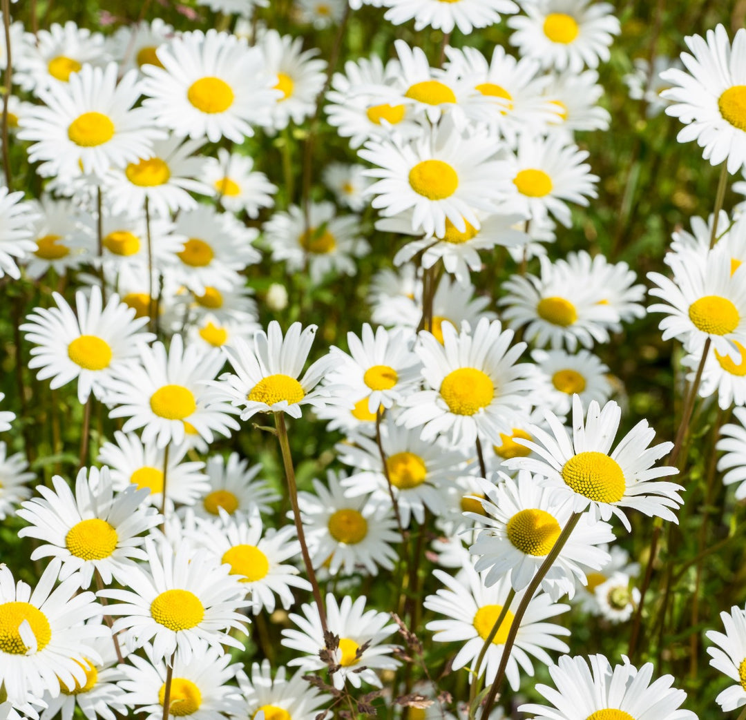 Corn Chamomile Wildflower Seed 1 gram seed packet