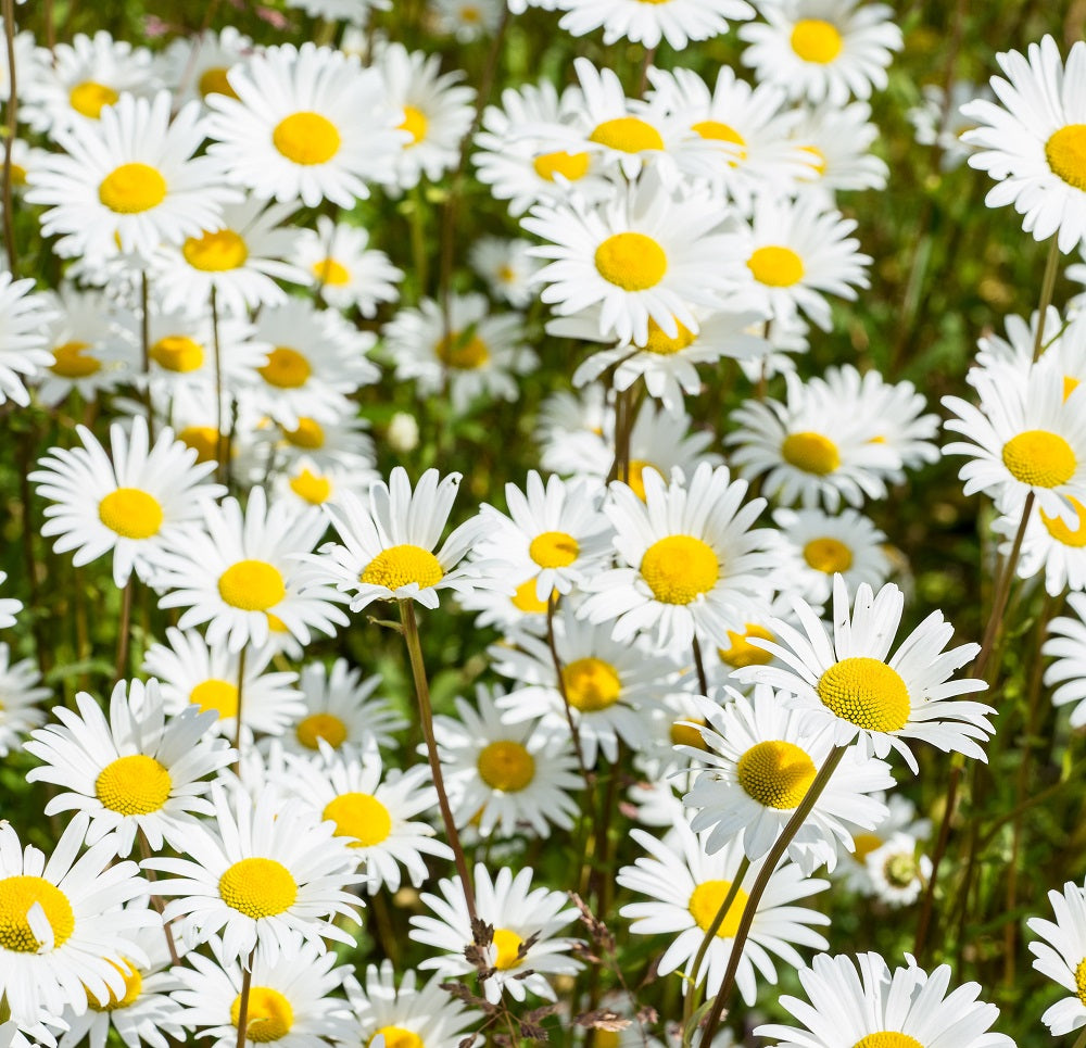 Corn Chamomile Plug Plants