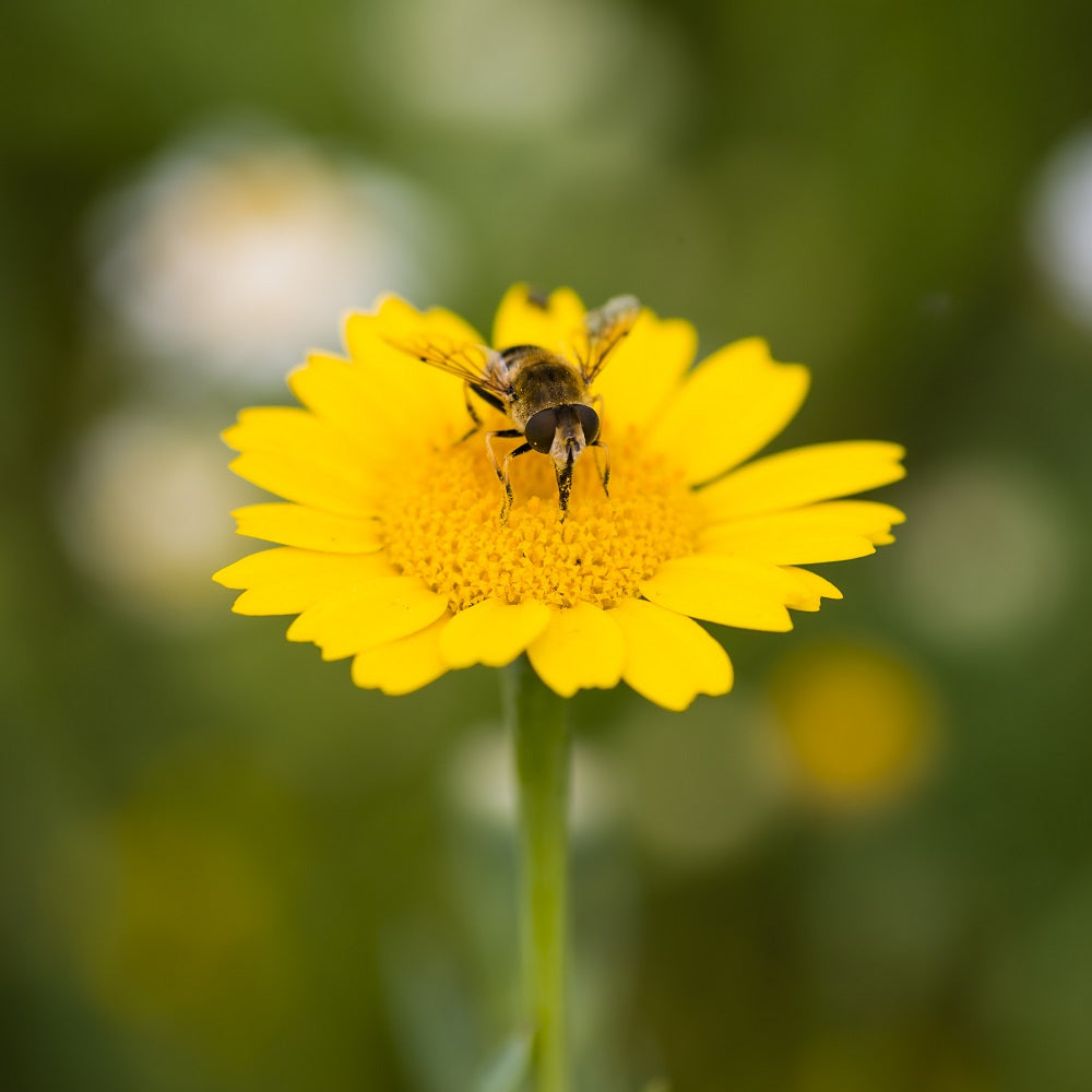 corn marigold seeds Corn Marigold Wildflower Seed