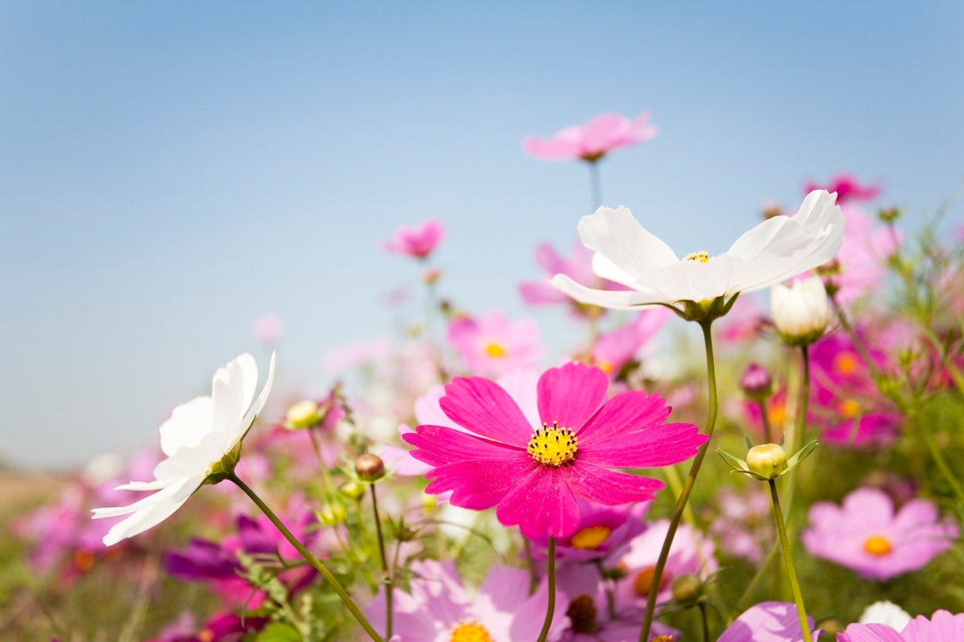 Cosmos Annual Bipinnatus Crimson Red, Rose And White Mix
