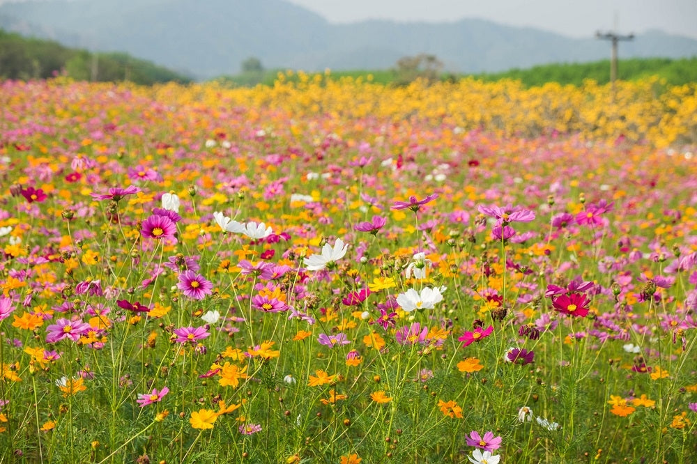 Simple Summer Wildflower Meadow