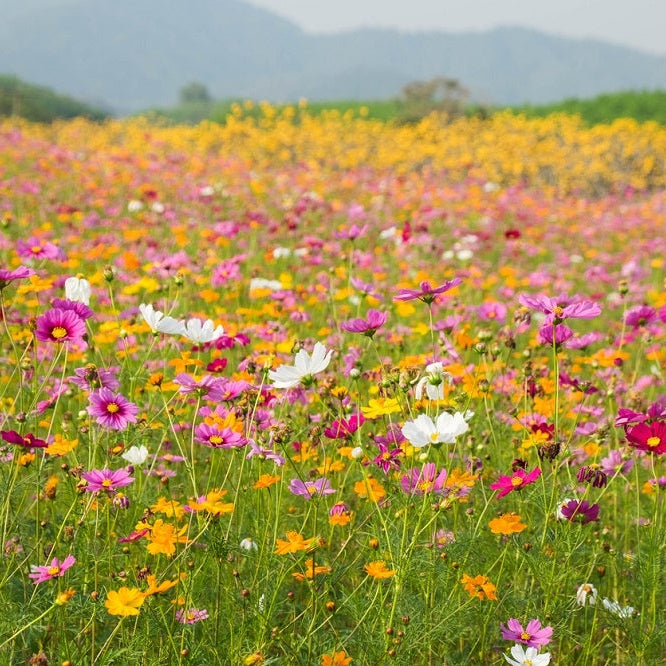 Simple Summer Wildflower Meadow