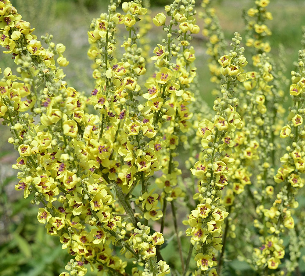 Dark Mullein Plug Plants