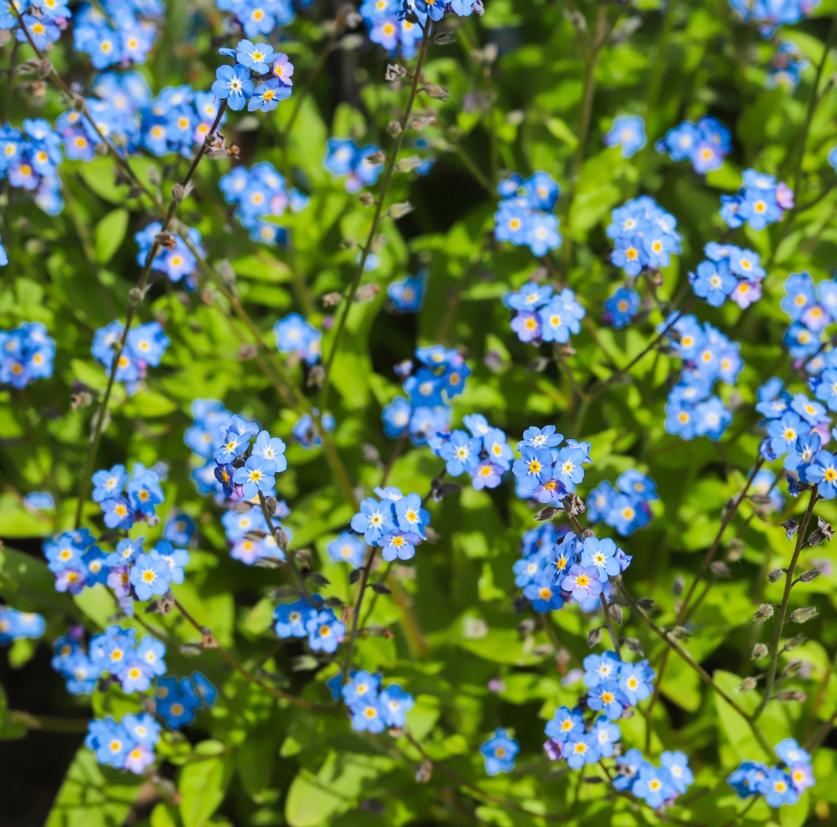 Myosotis Sylvatica (wood Forget-me-not) - Authentic Seeds ~ GMO Free Myosotis Sylvatica (wood Forget-me-not) - Authentic Seeds ~ GMO Free