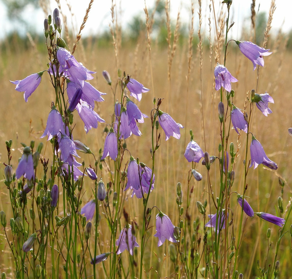 Harebell Plants