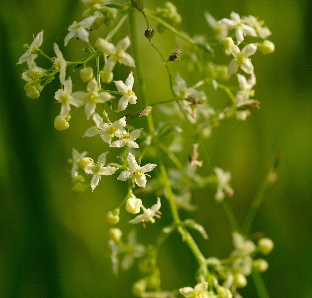 Hedge bedstraw Plug Plants