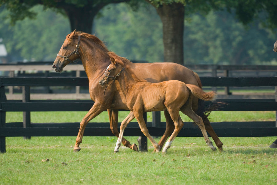 Grass Seed For Horse Gallops 20 kg