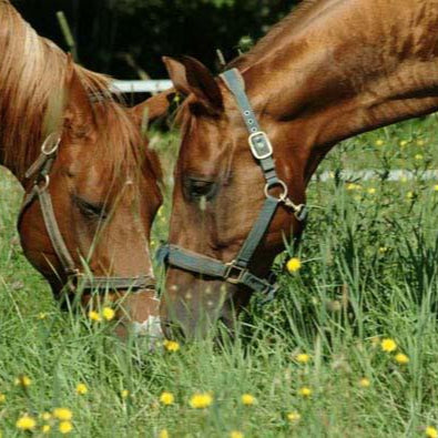 Gold Standard Natural Paddock Grass Seed Acre ( MEDIUM to HEAVY LAND) 13.5kg