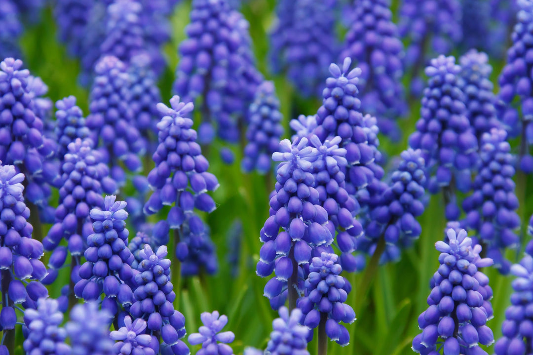 Grape Hyacinth In The Green Bulbs