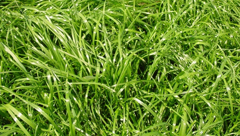 Italian Ryegrass Seed