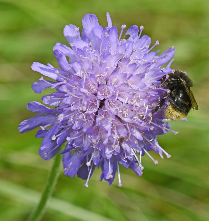 Wildflower Plants For Green Roofs & Sandy Soils