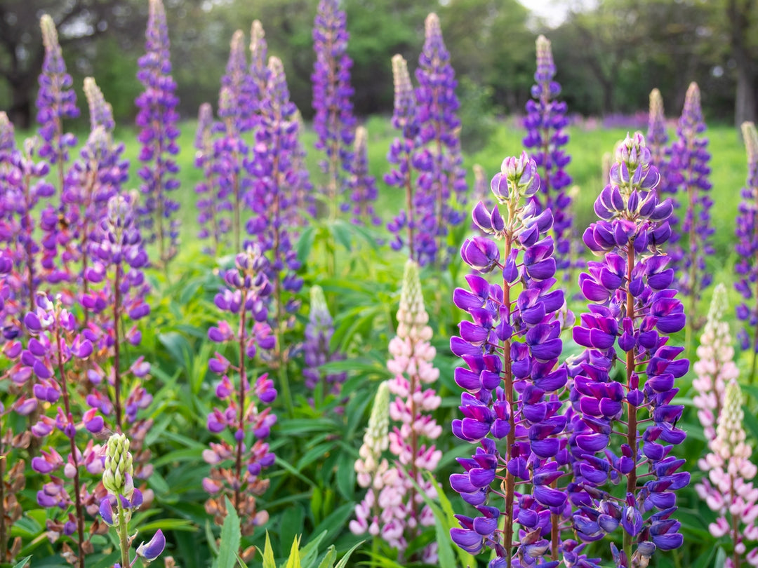 Russell Lupin Meadow 100% Seed Mix