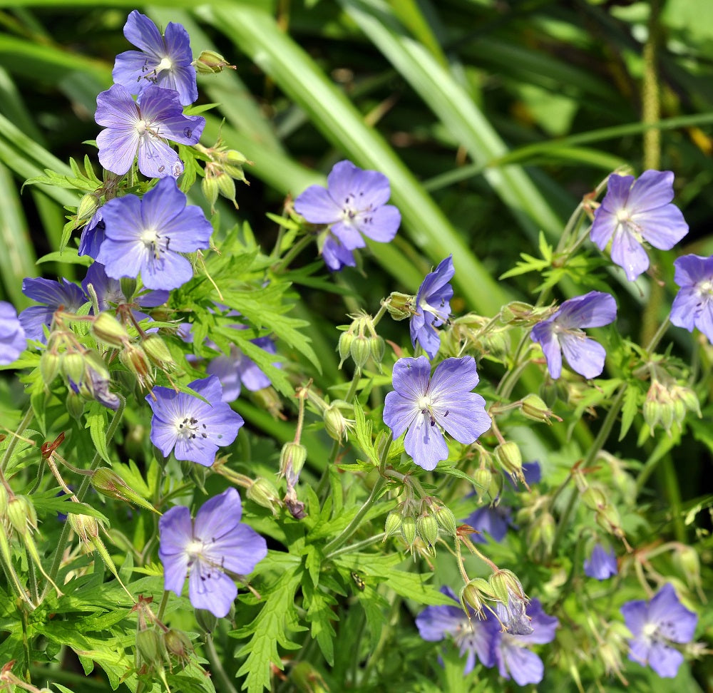 Meadow Cranesbill Plug Plants