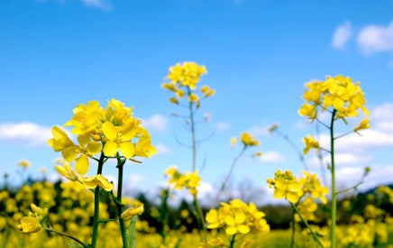 Mustard Seed Green Manure
