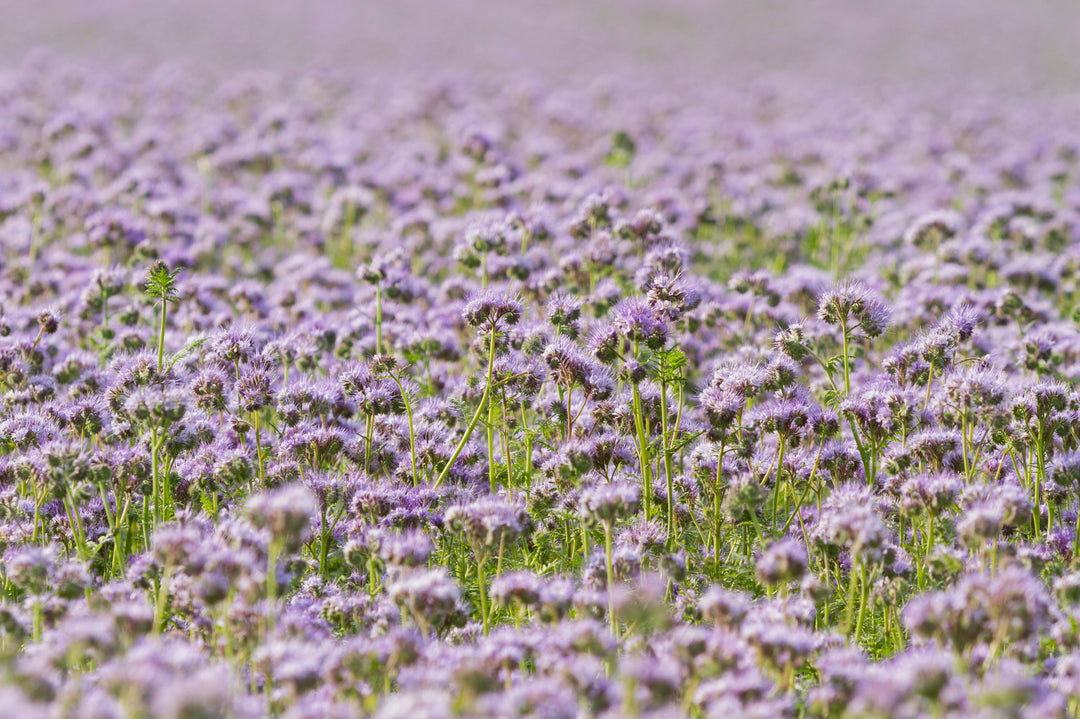Phacelia Green Manure Seed