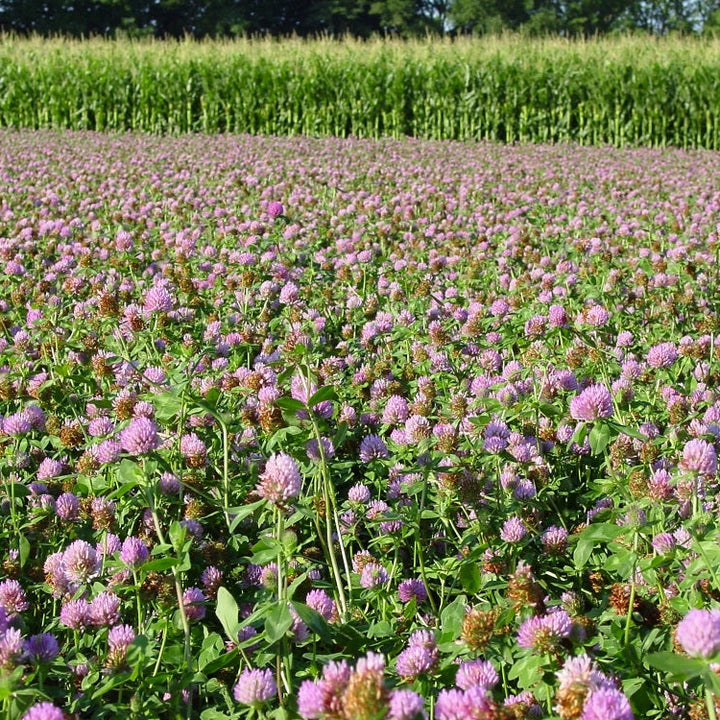 Red Clover Seed