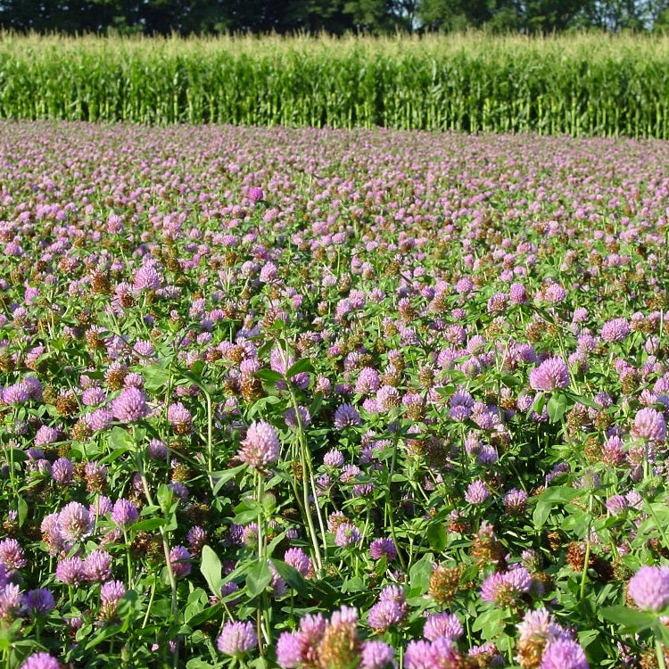 Red Clover Seed