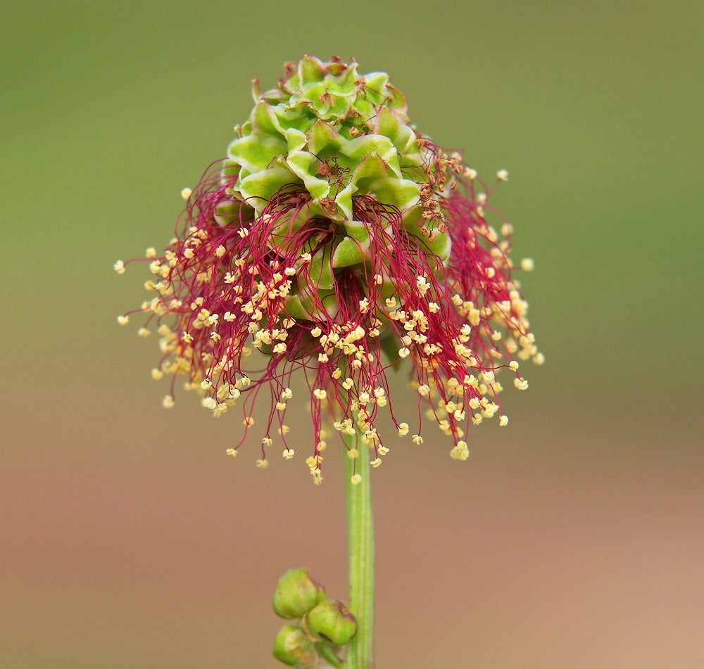 Salad Burnet Plants