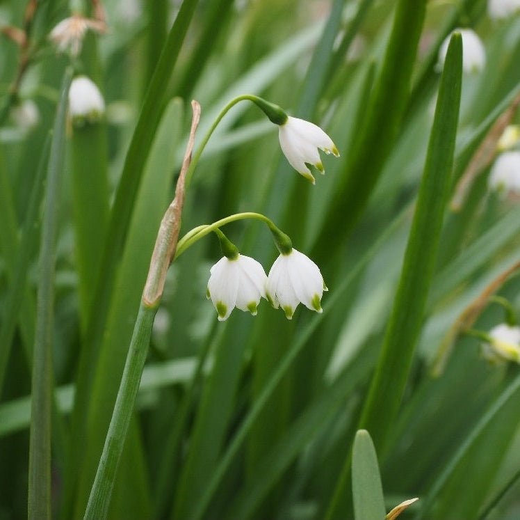 SUMMER SNOWFLAKE In The Green BULBS