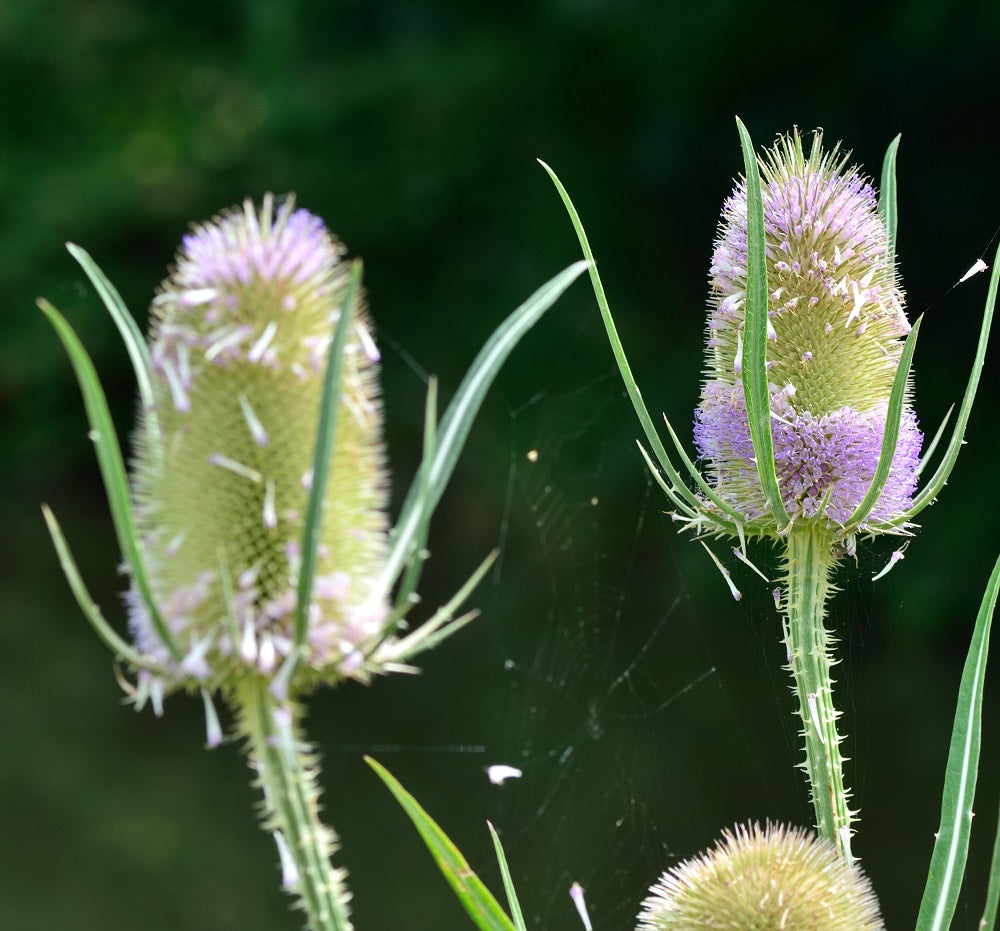 Teasel Wildflower Seed In Bulk