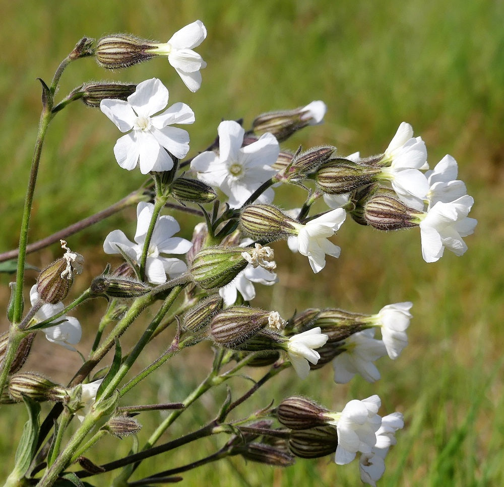 Native British Wildflower Seeds For Sandy Soil – Meadowmania UK