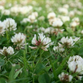 White Clover Seed