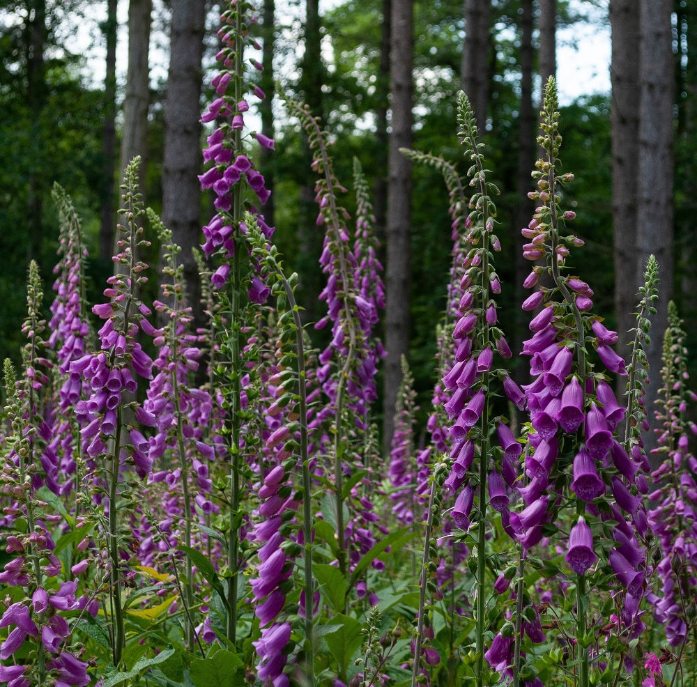 Shady Area Border