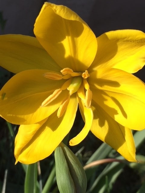 WILD TULIP BULBS In The Green
