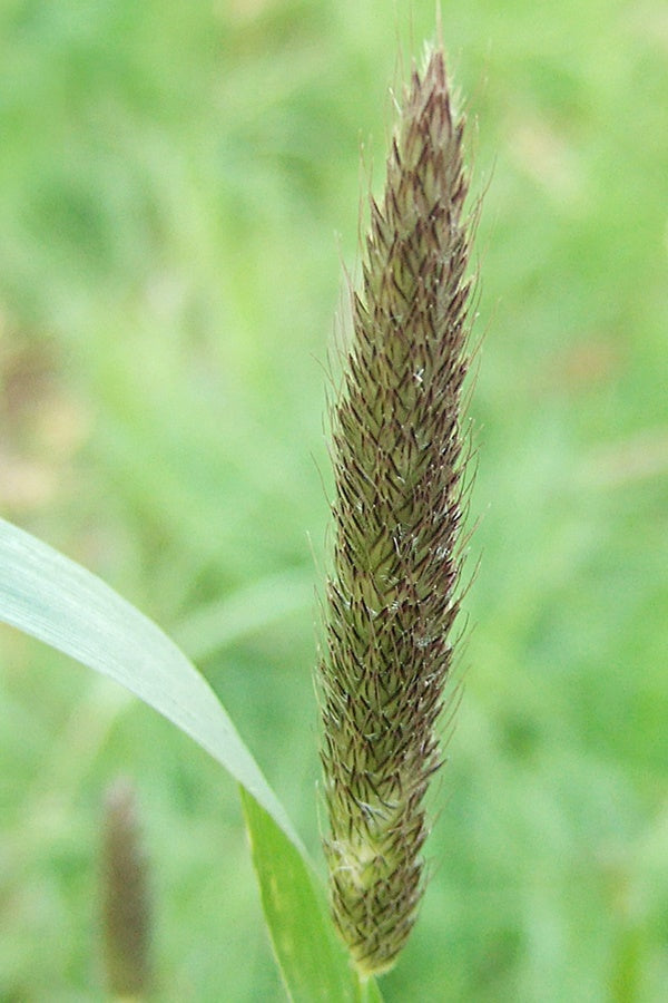 Alopecurus pratensis Meadow Foxtail 2
