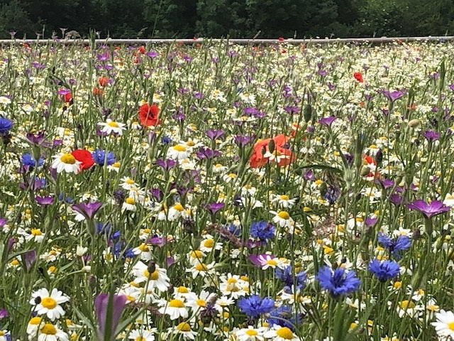 Annual Meadow