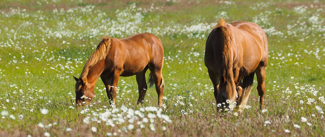 Rewilding for Equine Wellness: Why & How to Add Biodiversity to Your Horse Paddock