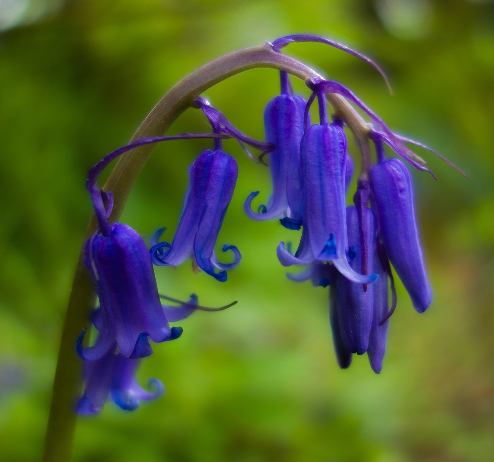 common English Bluebell (Hyacinthoides non-scripta) isolated on