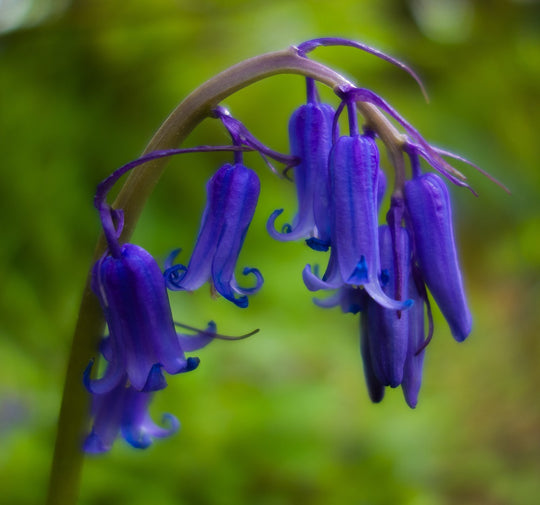 Where and how to grow Native English Bluebells.