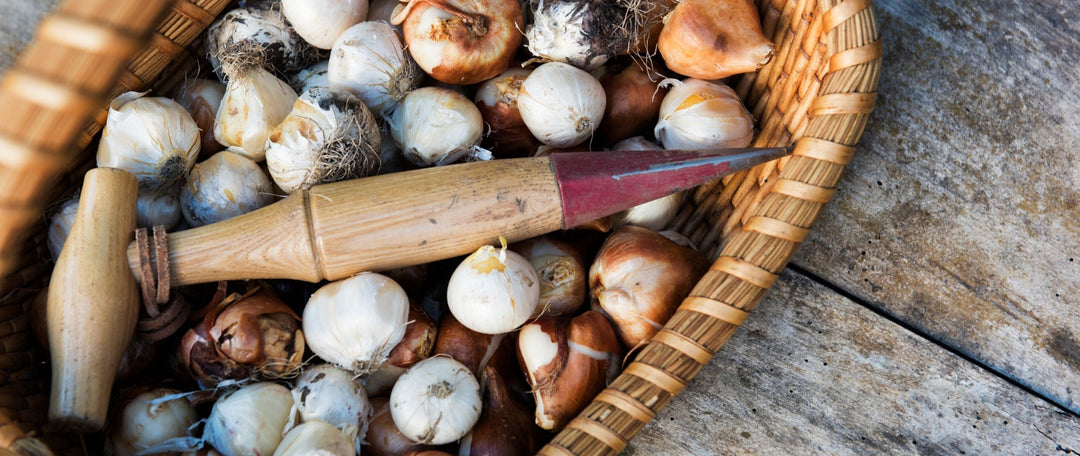 9 Autumn Bulb Planting Mistakes to Avoid