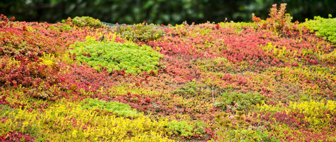 Green Roofs: Boosting Biodiversity from Homes to Large-Scale Projects