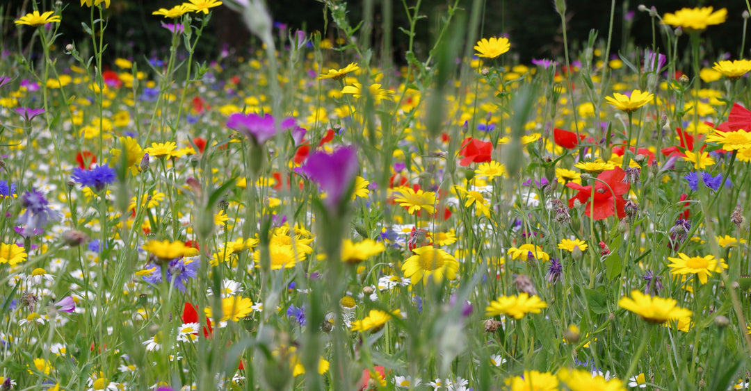 A Comprehensive Guide to Cultivating a British Wildflower Meadow or Garden