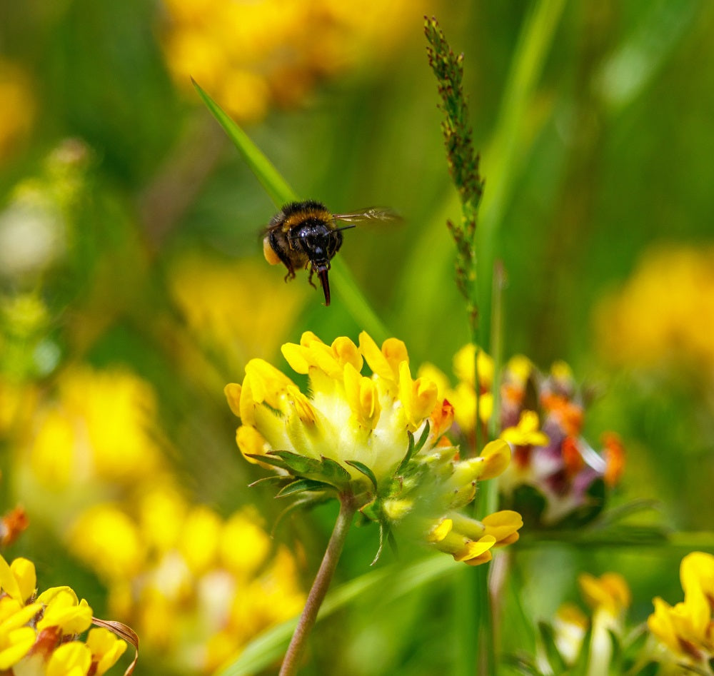 Bumblebee flying above a kidney vetch flower on a summer meadow