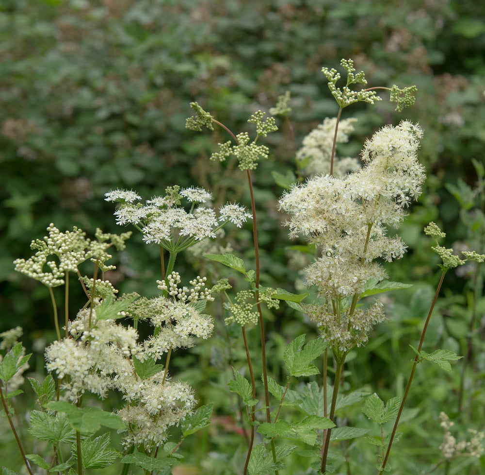 Summer Flowering Cream Flowers of a Meadowsweet Wildflower (Fili