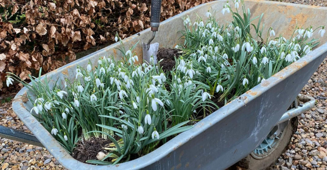 Bulbs In The Green - Everything You Need To Know