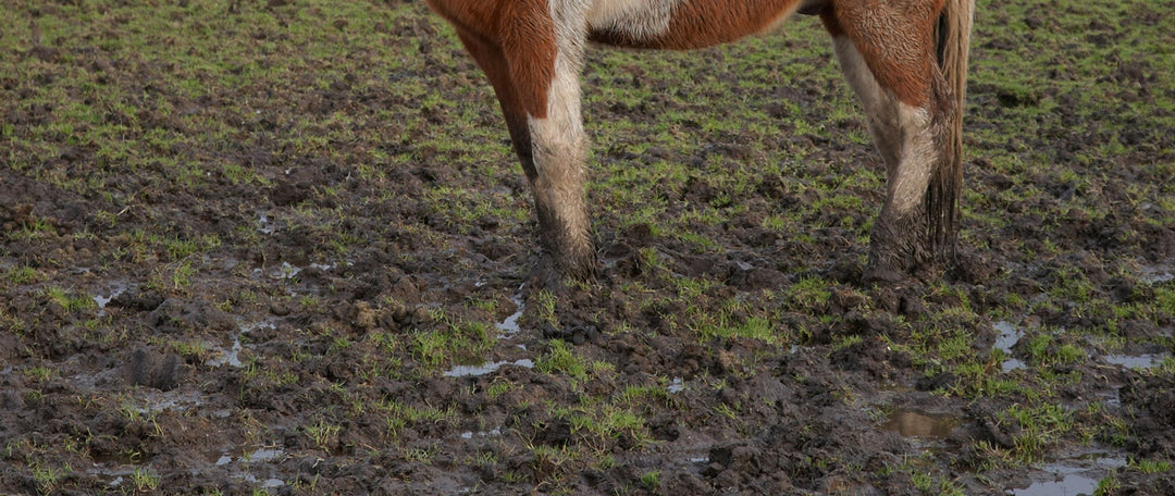 Have your Horse Paddocks been trashed over winter?