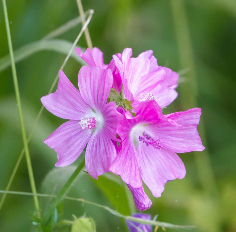 Beautiful pink Musk Mallow (Malva moschata) wild flower growing