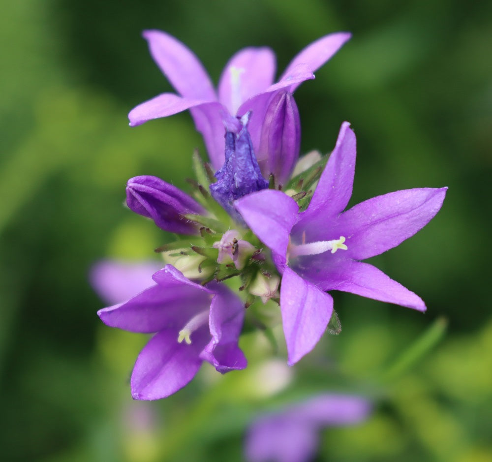 Campanula trachelium plant with  purple flowers in a meadow. Wil