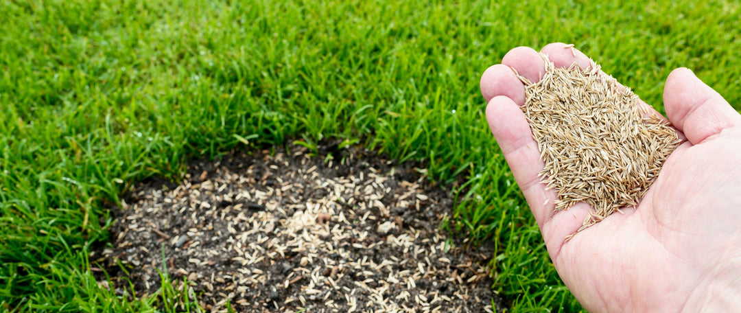 Overseeding lawns