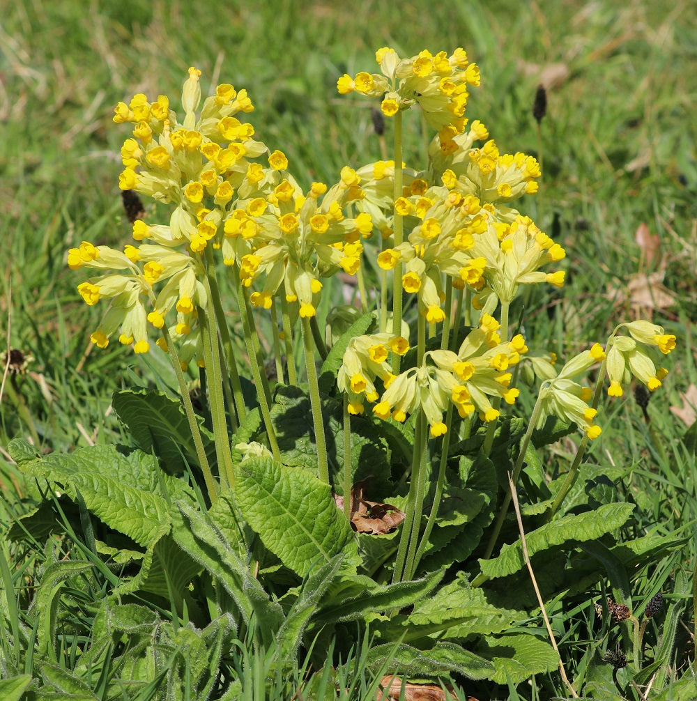 A yellow Cowlip (Primula veris) growing in a field in the spring sunshine, UK